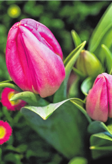Tulpen sollte man Volldünger geben. FOTO: WAIBEL, MAG Tulpen sollte man Volldünger geben. FOTO: WAIBEL, MAG