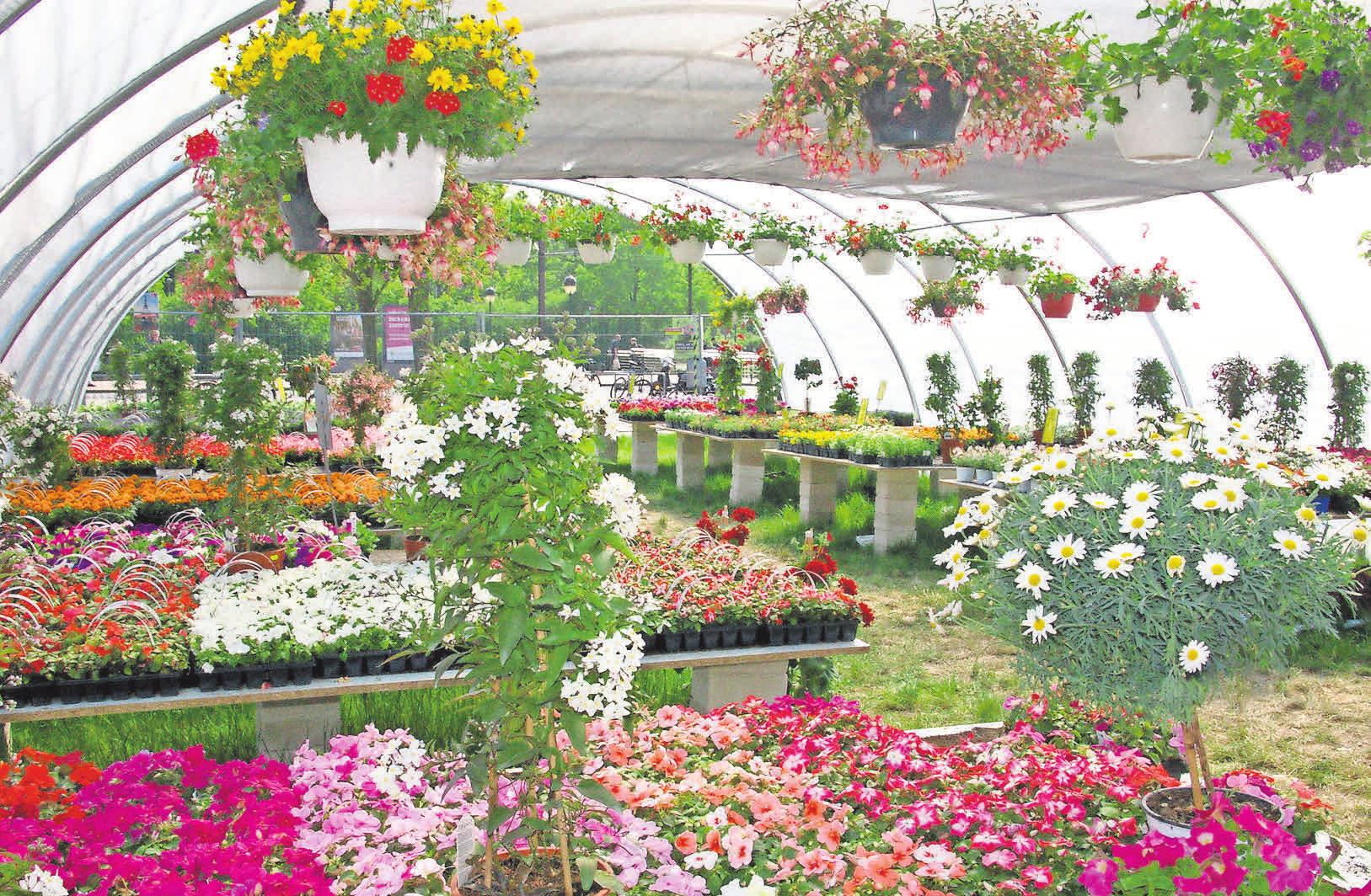 Bunte Vielfalt für den Garten: Der Geranienmarkt am Handelshof. Bunte Vielfalt für den Garten: Der Geranienmarkt am Handelshof.
