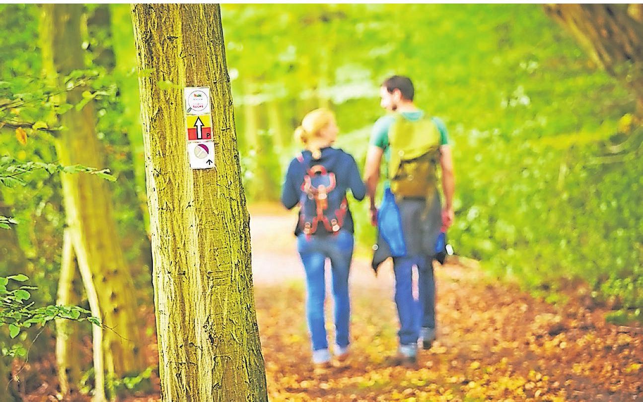 Bad Bentheim und seine Umgebung laden vor allem Naturfreunde zu ausgedehnten Wanderungen durch die Wälder ein. Wander-Events stehen ebenfalls auf dem Programm. Foto: Touristinformation Bad Bentheim Bad Bentheim und seine Umgebung laden vor allem Naturfreunde zu ausgedehnten Wanderungen durch die Wälder ein. Wander-Events stehen ebenfalls auf dem Programm. Foto: Touristinformation Bad Bentheim
