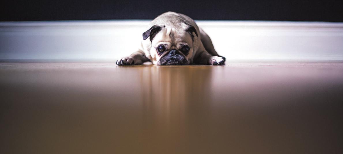 Nicht jeder Hund harrt stundenlang ruhig in der Mietwohnung aus, bis jemand kommt, um Gassi zu gehen Foto: pixabay