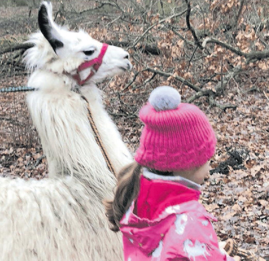 Mit den Lamas durch den Winterwald Image 1 Mit den Lamas durch den Winterwald Image 1