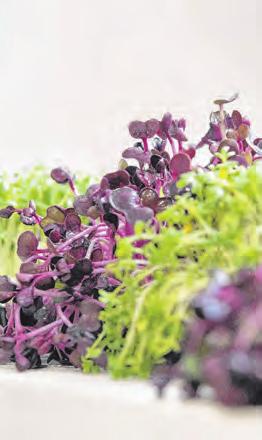 Auch Kresse ist ein guter Lieferant für Vitamine und Mineralstoffe. Foto: Robert Günther Auch Kresse ist ein guter Lieferant für Vitamine und Mineralstoffe. Foto: Robert Günther
