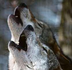 Wer mit dem Wolf heult ... live auf einer Nachtwanderung im Wildpark. Foto: Raff/Wildpark Schwarze Berge