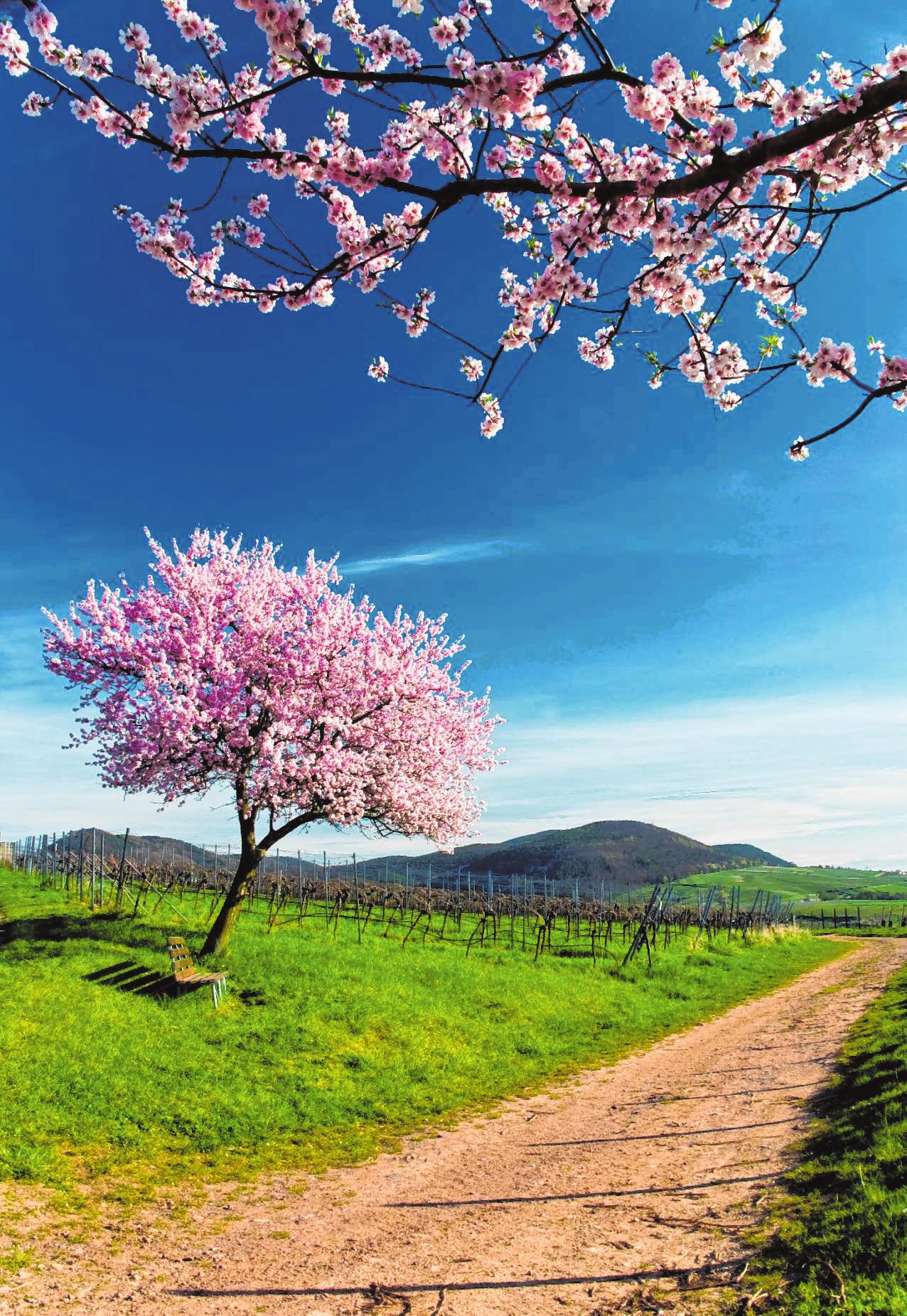 Der Frühling ist da Image 1 Der Frühling ist da Image 1