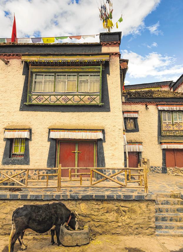 Zum Straßenbild in der Altstadt von Gyantse gehören Kühe, deren Dung die Menschen zum Heizen nutzen. FOTO: PA/CHRISTOPH MOHR Zum Straßenbild in der Altstadt von Gyantse gehören Kühe, deren Dung die Menschen zum Heizen nutzen. FOTO: PA/CHRISTOPH MOHR