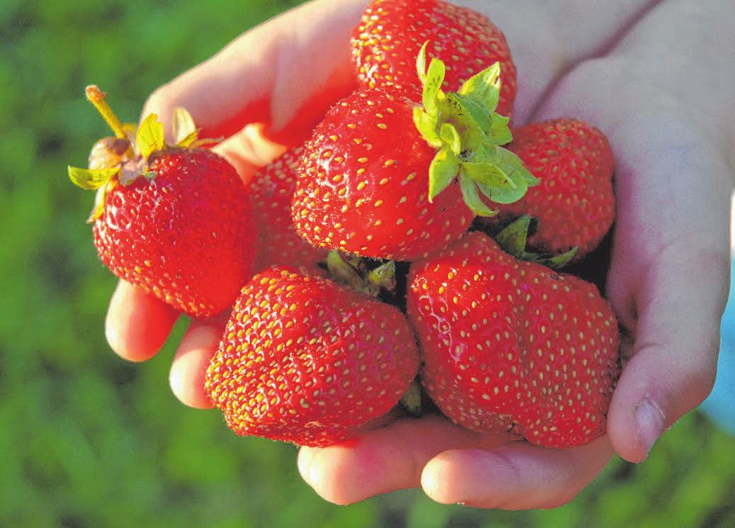 Bis August wachsen Erdbeeren in der Region. FOTOS: CB Bis August wachsen Erdbeeren in der Region. FOTOS: CB