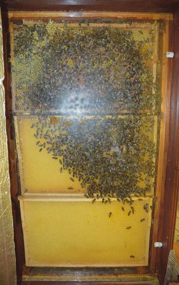 Auch ein Bienenvolk kann in seinem Stock im Museum beobachtet werden