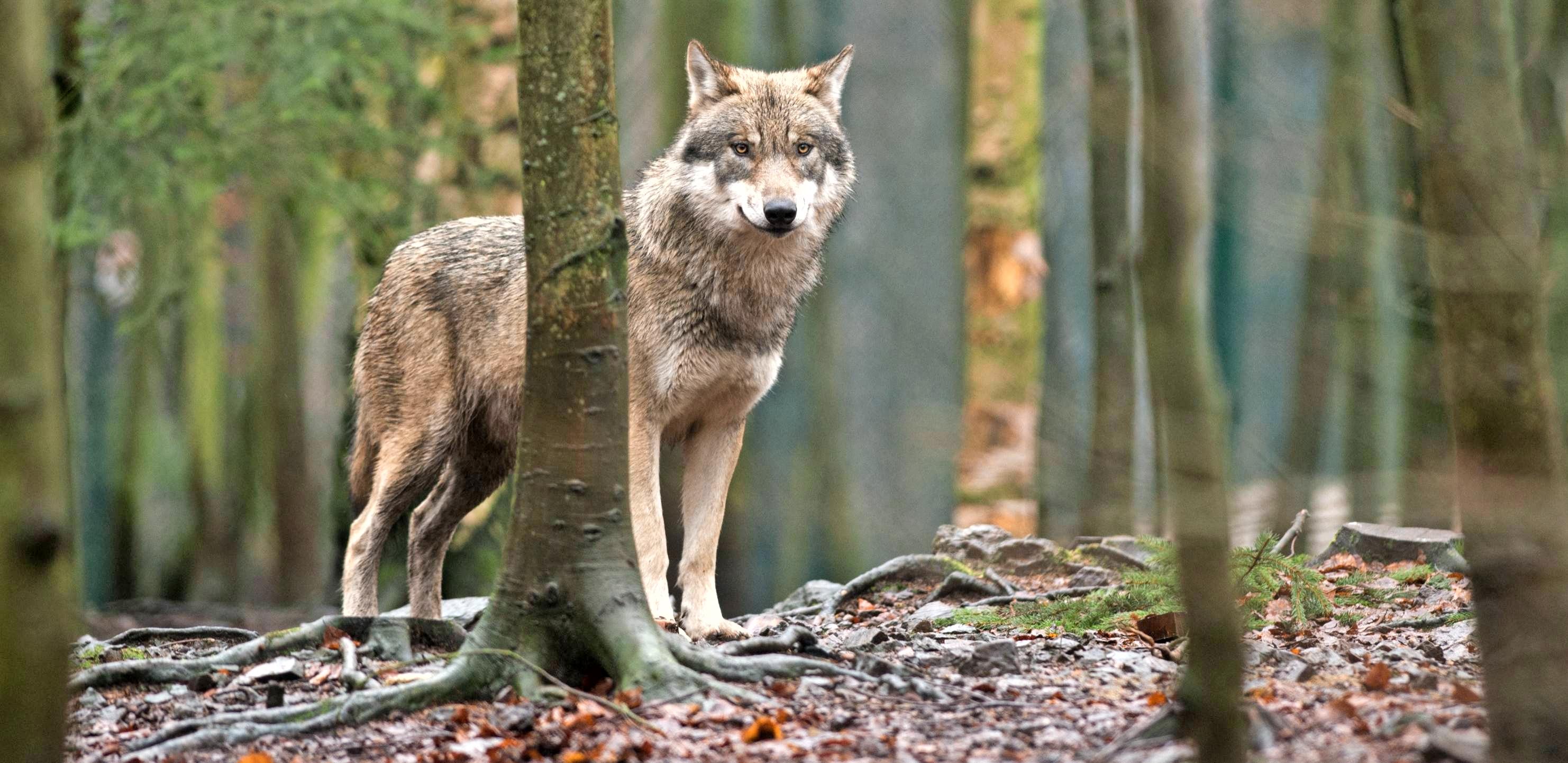 Genial gescheitert sind die Rappemer Wolfsstecher: Sie erstachen im 30-jährigen Krieg bei ihrer Jagd nach den Raubzüge treibenden Wölfen den Esel ihres Müllers. Foto: dpa Genial gescheitert sind die Rappemer Wolfsstecher: Sie erstachen im 30-jährigen Krieg bei ihrer Jagd nach den Raubzüge treibenden Wölfen den Esel ihres Müllers. Foto: dpa