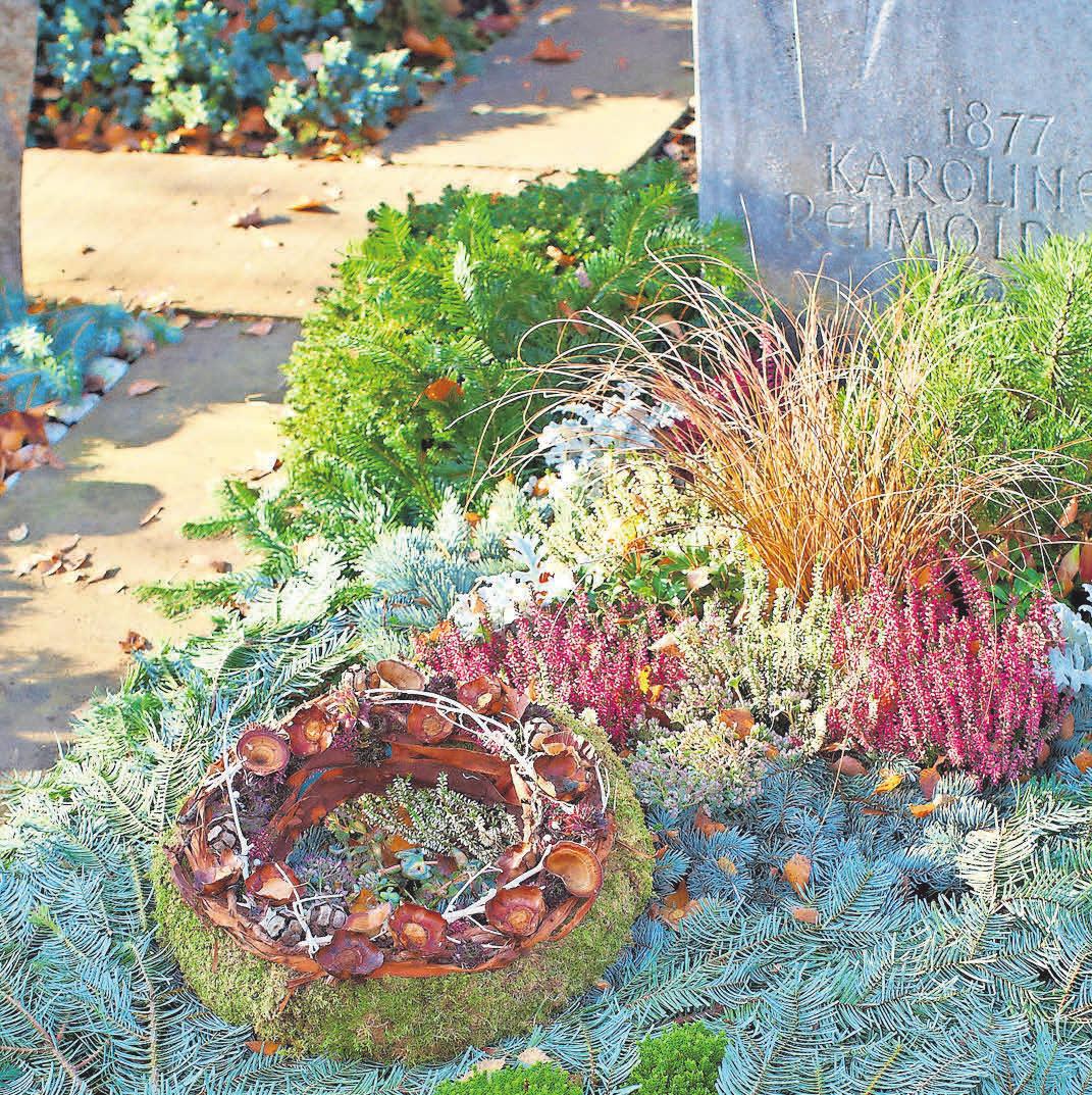 Tannenzweige schützen Stauden vor dem Frost. FOTO: BDF Tannenzweige schützen Stauden vor dem Frost. FOTO: BDF