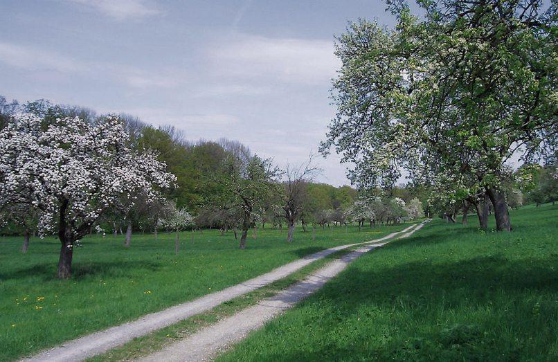 Impressionen: Die Nachbepflanzung im Eduard-Lucas-Garten in Mähringen... Impressionen: Die Nachbepflanzung im Eduard-Lucas-Garten in Mähringen...