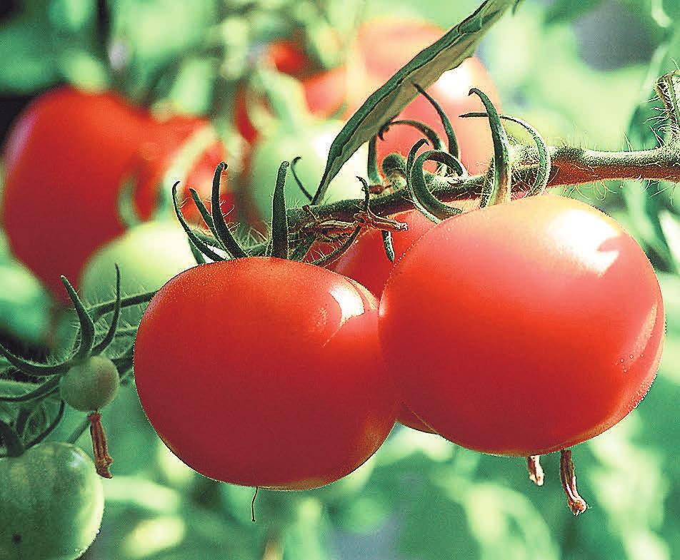 Tomaten können nicht nur in einem Garten angepflanzt werden. Foto: Pixabay/axelmellin Tomaten können nicht nur in einem Garten angepflanzt werden. Foto: Pixabay/axelmellin
