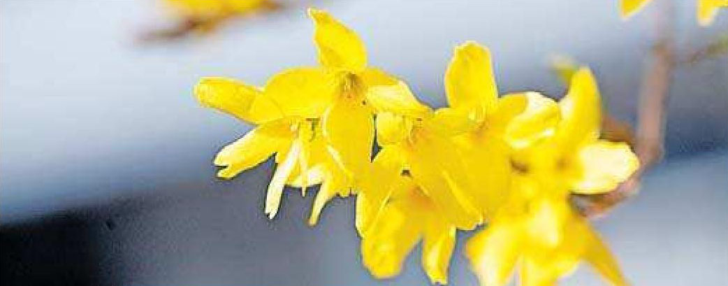 Leuchtend gelb: Forsythienblüte. FOTO: ANDREA WARNECKE/DPA Leuchtend gelb: Forsythienblüte. FOTO: ANDREA WARNECKE/DPA