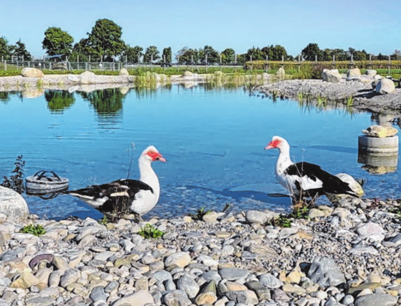Abgehärtet – noch haben die Warzenenten den Teich auf Gut Morhard für sich allein. Fotos: TierSV/P. Schöbel