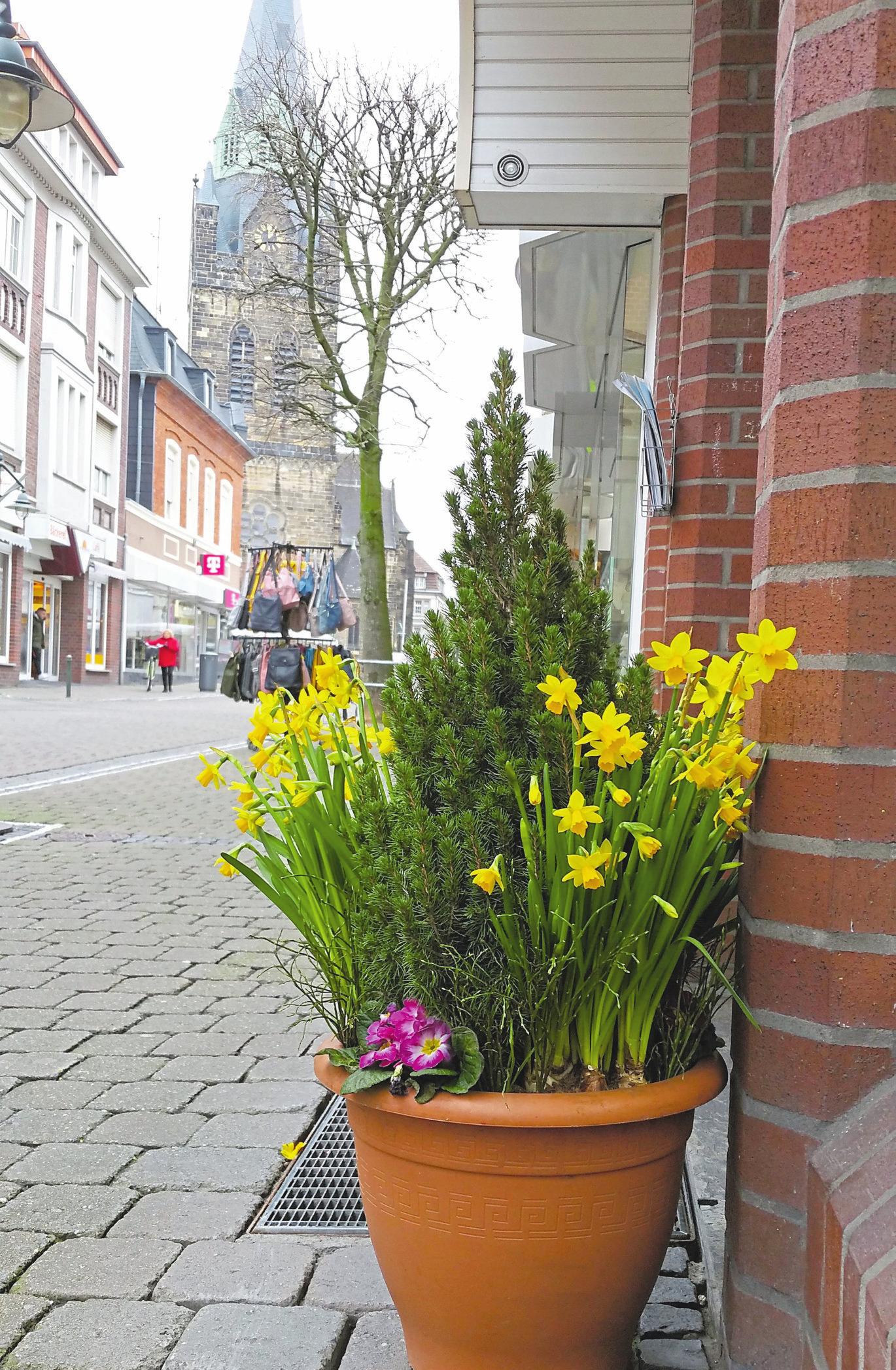Frühlingsboten finden sich auch in der Ahlener Innenstadt. Foto: sdi Frühlingsboten finden sich auch in der Ahlener Innenstadt. Foto: sdi