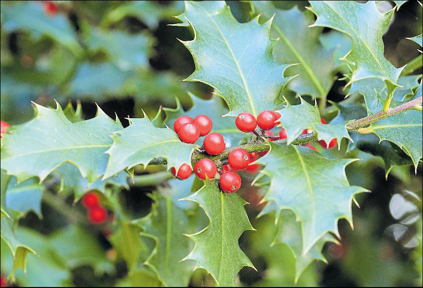 Die Beeren der Stechpalme lösen unter Umständen Bauchkrämpfe, Durchfall und Erbrechen aus.