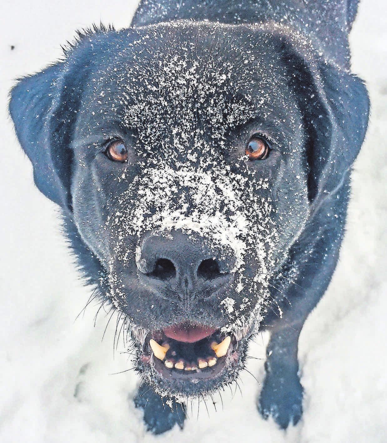 Der Labrador-Neufundländer-Mischling Milo liebt es, im Schnee herumzutollen. Der Labrador-Neufundländer-Mischling Milo liebt es, im Schnee herumzutollen.