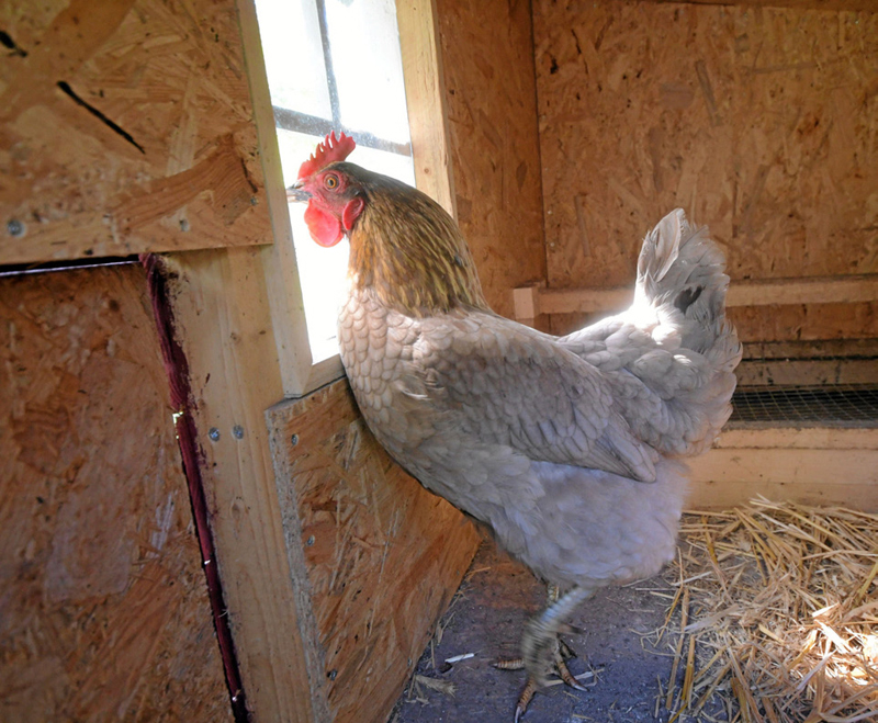 Aufs Huhn gekommen Image 6 Aufs Huhn gekommen Image 6