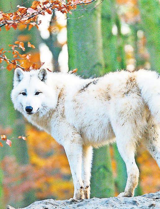 Erleben Sie die wilden Tiere in ihrem natürlichen Umfeld im prachtvollen Herbst. Erleben Sie die wilden Tiere in ihrem natürlichen Umfeld im prachtvollen Herbst.