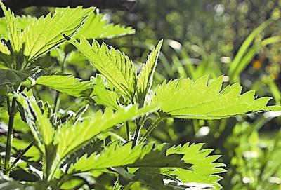 Brennnesseln sind ein verpöntes Unkraut – und eine beliebte Salatpflanze zugleich. Vor allem aber sind sie wichtig für Schmetterlinge. FOTO: MASCHA BRICHTA/DPA Brennnesseln sind ein verpöntes Unkraut – und eine beliebte Salatpflanze zugleich. Vor allem aber sind sie wichtig für Schmetterlinge. FOTO: MASCHA BRICHTA/DPA