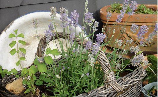 Duft des Südens mit kleinwüchsigem Lavendel. Bild: Helix Duft des Südens mit kleinwüchsigem Lavendel. Bild: Helix