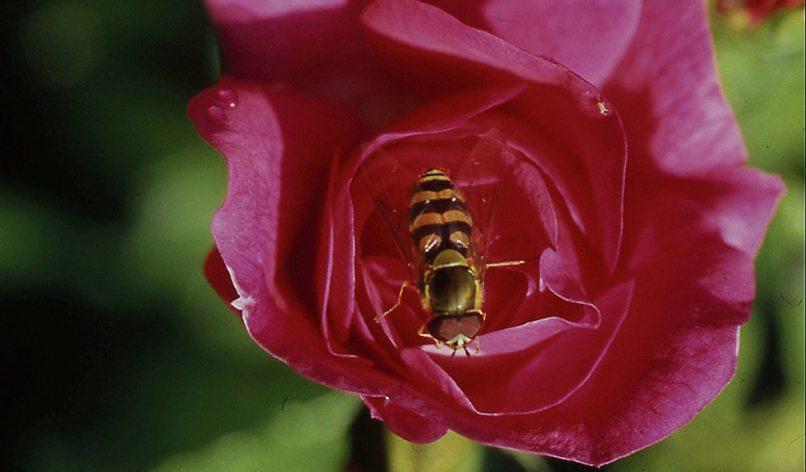 Nektarspender und Klimahelden: Rosen bieten Insekten eine Nahrungsquelle, sehen wunderschön aus und kommen zudem mit Trockenheit und Hitze zurecht. Bild: GMH/GBV Nektarspender und Klimahelden: Rosen bieten Insekten eine Nahrungsquelle, sehen wunderschön aus und kommen zudem mit Trockenheit und Hitze zurecht. Bild: GMH/GBV