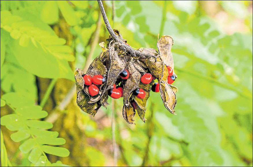 Der Verzehr der Frucht der Paternostererbse kann tödlich enden. Fotos: Shutterstock