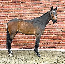 „Chacco's Carino“: Brandenburger Wallach, Abstammung aus der Linie international erfolgreicher Springpferde.