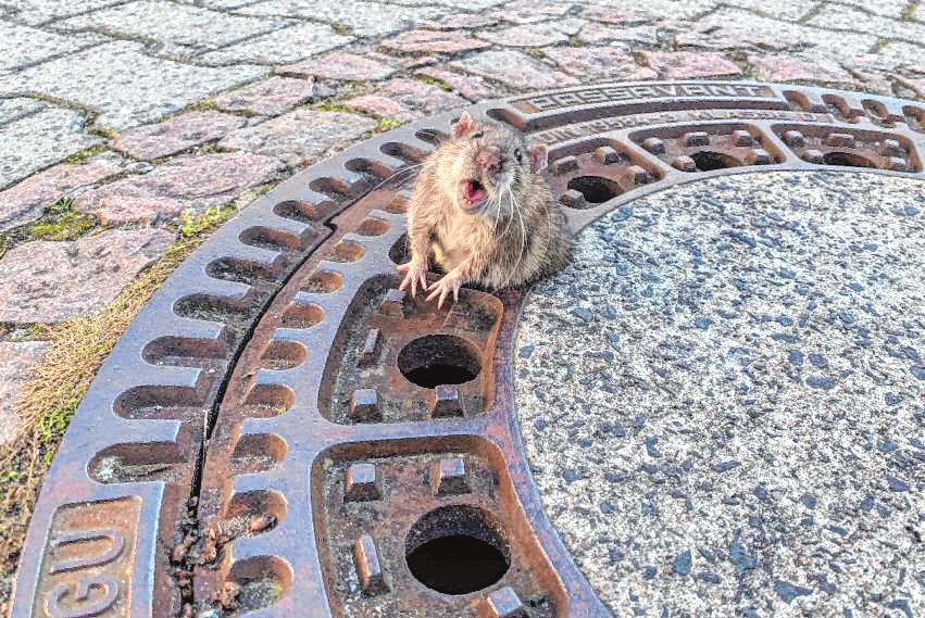 Januar 2019: Ratte im Gullydeckel 