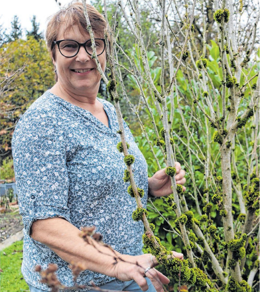 Ingrid Fischer an der Hecke. Im Geäst haben sich Moose und Flechten angesiedelt – Indikatoren für gute Luft. Foto: Elisabeth Schweikert Ingrid Fischer an der Hecke. Im Geäst haben sich Moose und Flechten angesiedelt – Indikatoren für gute Luft. Foto: Elisabeth Schweikert