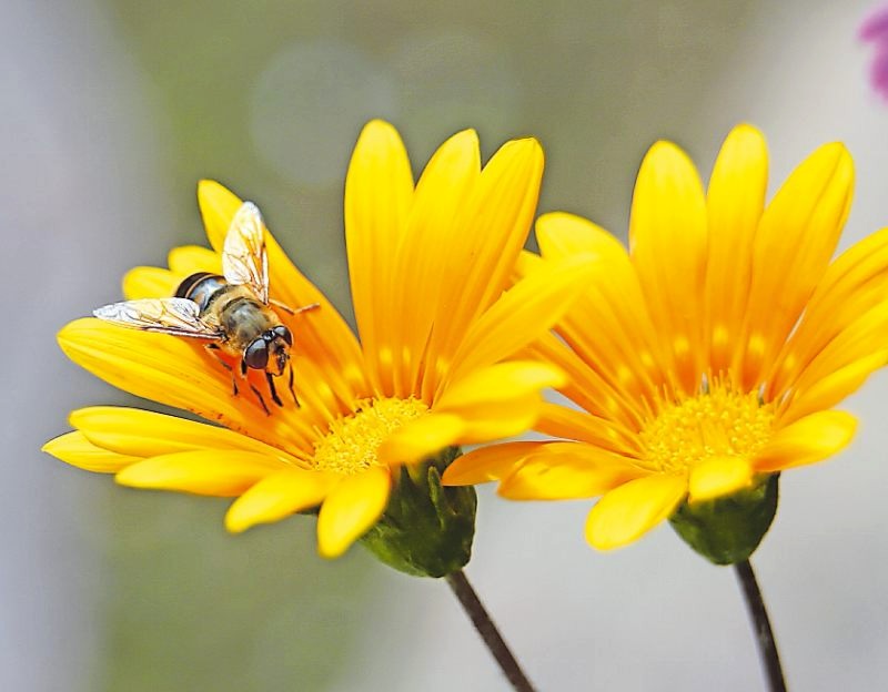 Korbblütler wie das Mittagsgold locken die nützliche Schwebfliege in den Garten. FOTO: KARL-JOSEF HILDENBRAND/DPA Korbblütler wie das Mittagsgold locken die nützliche Schwebfliege in den Garten. FOTO: KARL-JOSEF HILDENBRAND/DPA