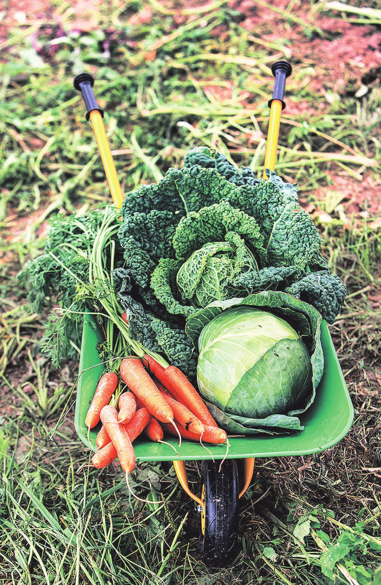 Gemüse und Obst gehören regelmäßig auf den Speiseplan. Foto: AOK Mediendienst Gemüse und Obst gehören regelmäßig auf den Speiseplan. Foto: AOK Mediendienst