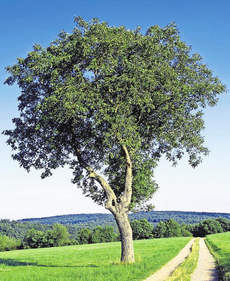 Walnuss Ein Baum mit überraschenden Eigenschaften