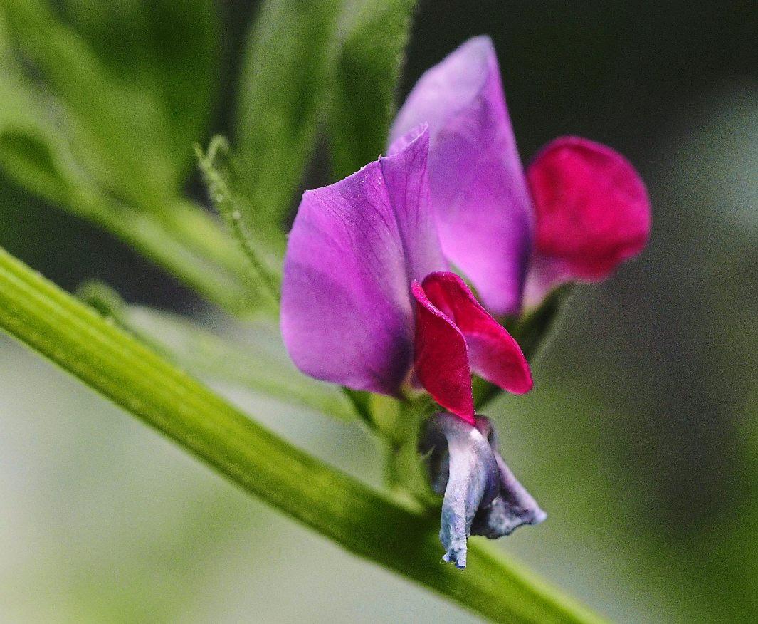 Die heimische Ackerbohne hat – hier in Blüte – viel an Anbauland gewonnen. Foto: Uschi Dreiucker/pixelio.de
