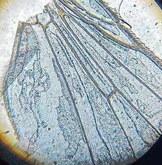 Siegerfoto: „Insektenflügel unterm Mikroskop“ von Levin Radü
