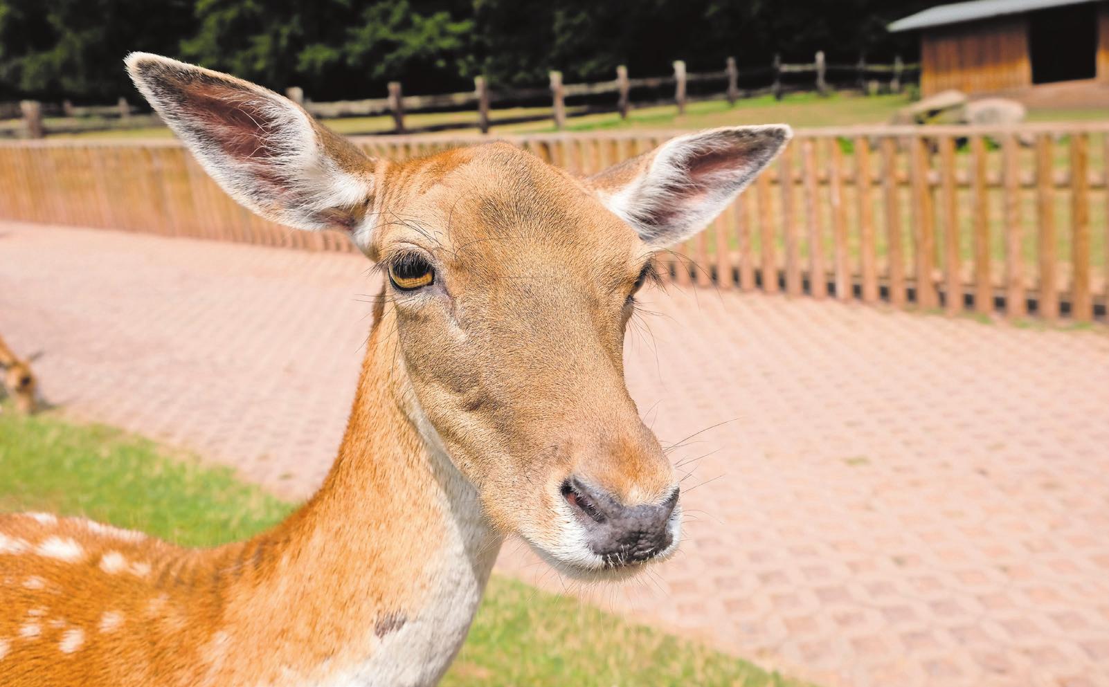 Tiere sind überall anzutreffen im Park: Ziegen, Kaninchen, Rot- und Damwild, Uhus, Wölfe, Wildschweine und Mufflons. Fotos: tkn Tiere sind überall anzutreffen im Park: Ziegen, Kaninchen, Rot- und Damwild, Uhus, Wölfe, Wildschweine und Mufflons. Fotos: tkn