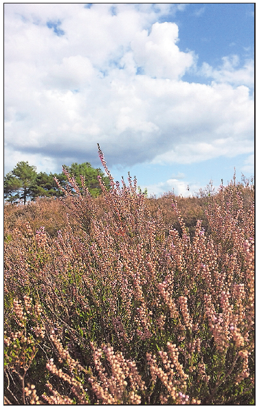 Malerisch: die Heide im westpfälzischen Mehlingen. Foto: kai Malerisch: die Heide im westpfälzischen Mehlingen. Foto: kai