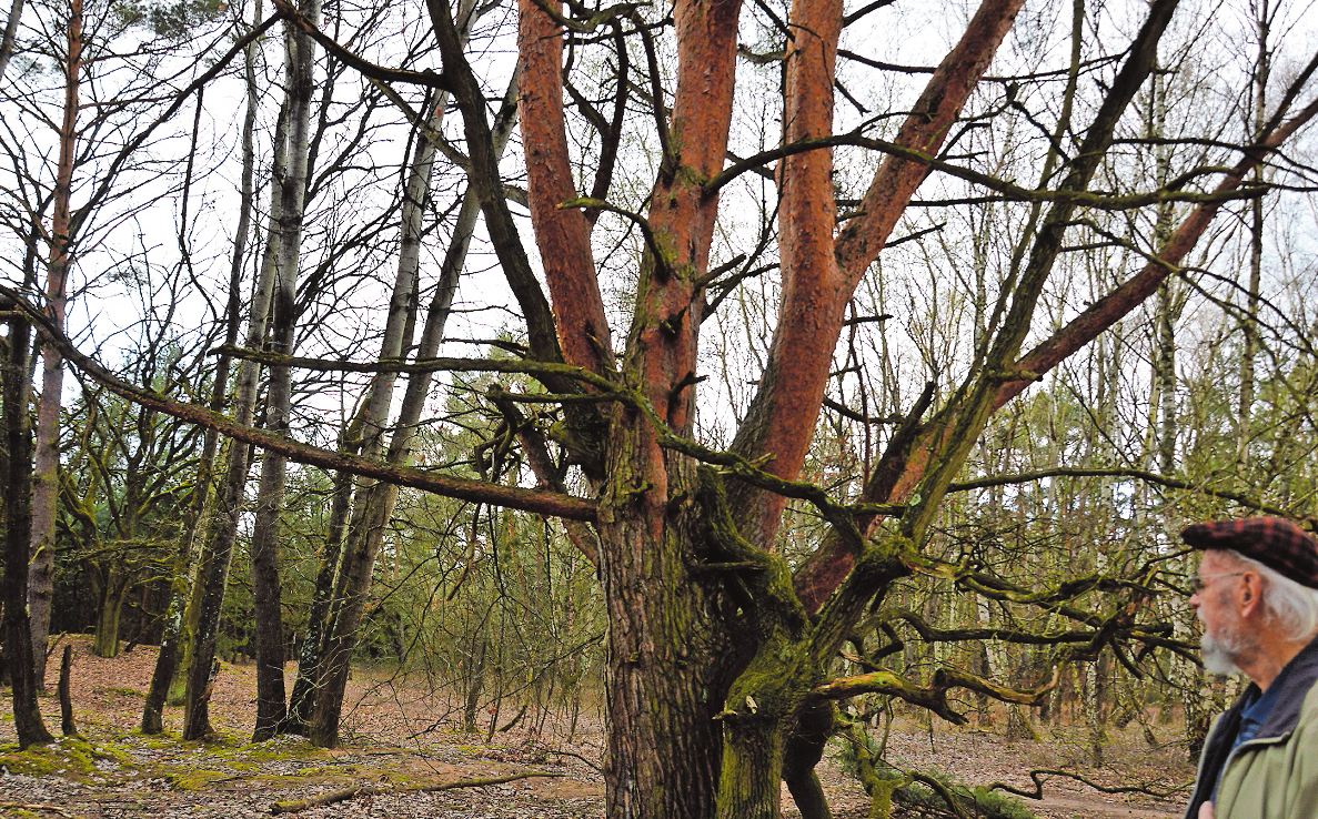 Sein Freund, der Baum: Erich Bettag hat die 60 Jahre alten Eichen „aufwachsen“ sehen. FOTO: KÜHNER Sein Freund, der Baum: Erich Bettag hat die 60 Jahre alten Eichen „aufwachsen“ sehen. FOTO: KÜHNER