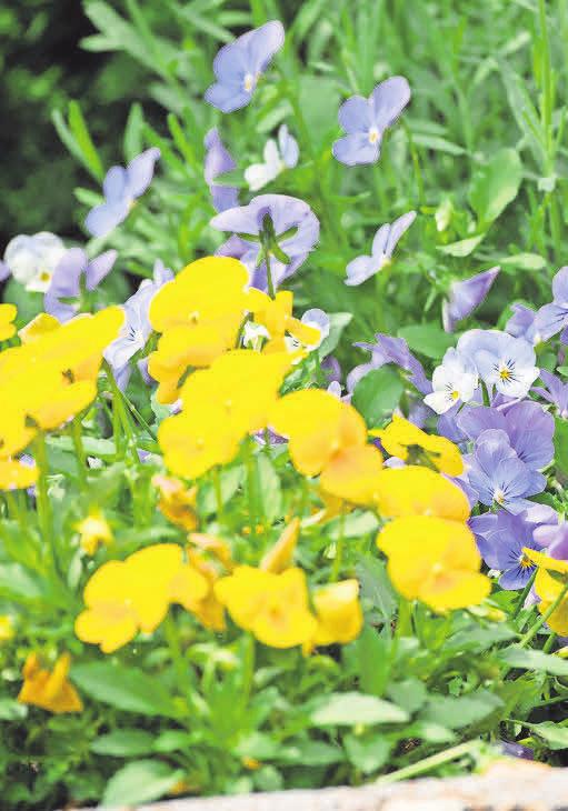 Hornveilchen bilden immer wieder neue Blüten. FOTO: ANDREA WARNECKE/DPA Hornveilchen bilden immer wieder neue Blüten. FOTO: ANDREA WARNECKE/DPA
