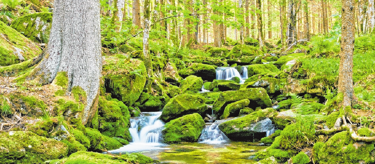 Die Idylle des Bayerischen Waldes lädt zu traumhaften Spaziergängen ein, auf denen die Flora und Fauna entdeckt werden kann. FOTO: ALBATROSS REISEN GMBH Die Idylle des Bayerischen Waldes lädt zu traumhaften Spaziergängen ein, auf denen die Flora und Fauna entdeckt werden kann. FOTO: ALBATROSS REISEN GMBH