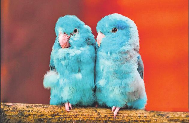 Mehr als 100 Vögelgibteszusehen. Bild: Rolf‘s Streichelzoo Mehr als 100 Vögelgibteszusehen. Bild: Rolf‘s Streichelzoo