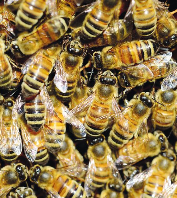 Gut für die Umwelt: Die Stadtwerke „beschäftigen“ drei emsige Bienenvölker. So ganz nebenbei wird noch leckerer Honig Foto: Pixabay