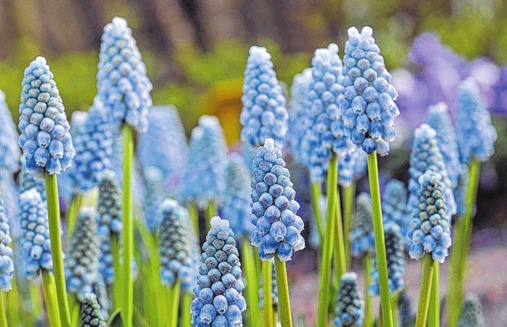 Die Muscari armeniacum „Peppermint“ trägt elegante, blaue Blüten. Die Muscari armeniacum „Peppermint“ trägt elegante, blaue Blüten.