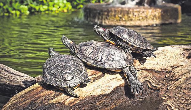 Schildkröten entzücken die Besucher. Bild: Rolf‘s Streichelzoo Schildkröten entzücken die Besucher. Bild: Rolf‘s Streichelzoo
