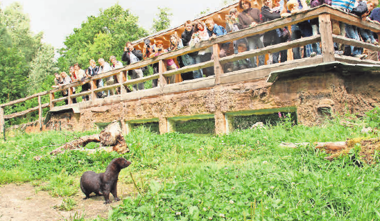 Ferienaktionen rund um Nerz, Otter und Co. versprechen Abwechslung und Spaß. Foto: Jan Piecha © Aktion Fischotterschutz e. V. Ferienaktionen rund um Nerz, Otter und Co. versprechen Abwechslung und Spaß. Foto: Jan Piecha © Aktion Fischotterschutz e. V.