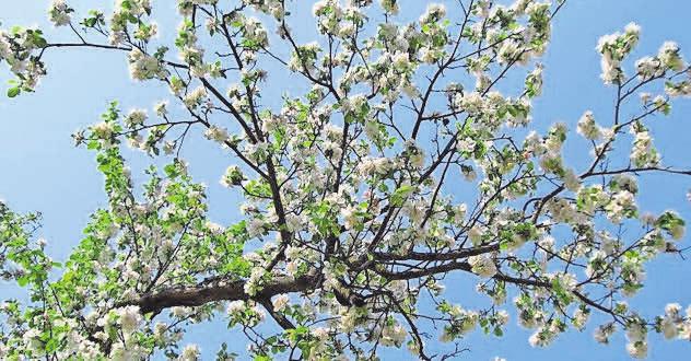Wer sich solche prächtige Apfelblüten in den Garten holen will, für den ist die florus-Baumschule die richtige Adresse. Foto: bamby/pixelio.de Wer sich solche prächtige Apfelblüten in den Garten holen will, für den ist die florus-Baumschule die richtige Adresse. Foto: bamby/pixelio.de