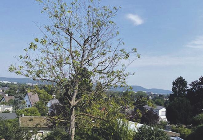 Dieser Walnussbaum hatte bereits in den Sommermonaten nur noch wenige Blätter. Bild: zVg Dieser Walnussbaum hatte bereits in den Sommermonaten nur noch wenige Blätter. Bild: zVg