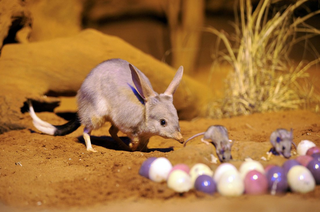 Die kleinen Bilbys (Kaninchennasenbeutler) haben in Australien die Rolle des Osterhasen übernommen, seit Kaninchen und Hasen dort zur Landplage geworden sind. Sie bereichern sogar als Schokoladenfigur die Osternester der kleinen Australier. FOTO: DPA Die kleinen Bilbys (Kaninchennasenbeutler) haben in Australien die Rolle des Osterhasen übernommen, seit Kaninchen und Hasen dort zur Landplage geworden sind. Sie bereichern sogar als Schokoladenfigur die Osternester der kleinen Australier. FOTO: DPA