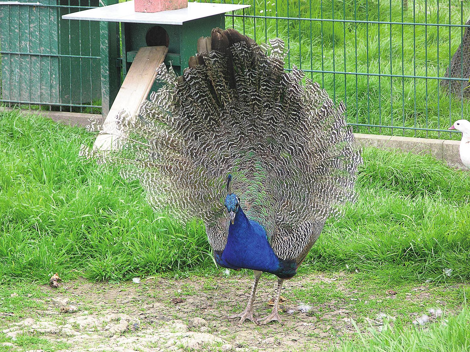 In den neuen und vergrößerten Gehegen des eingezäunten Parks leben mehr als 100 Tiere. In den neuen und vergrößerten Gehegen des eingezäunten Parks leben mehr als 100 Tiere.