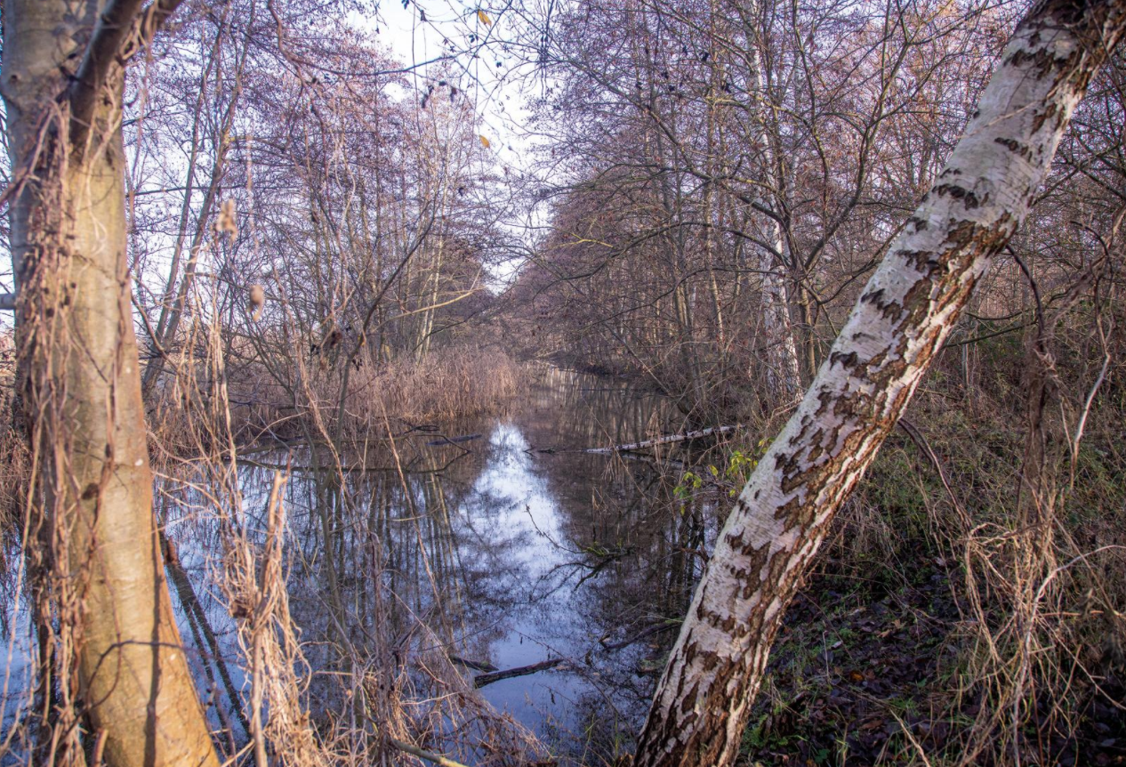 Die Aller: Lebensader aus Wasser. Die Aller: Lebensader aus Wasser.