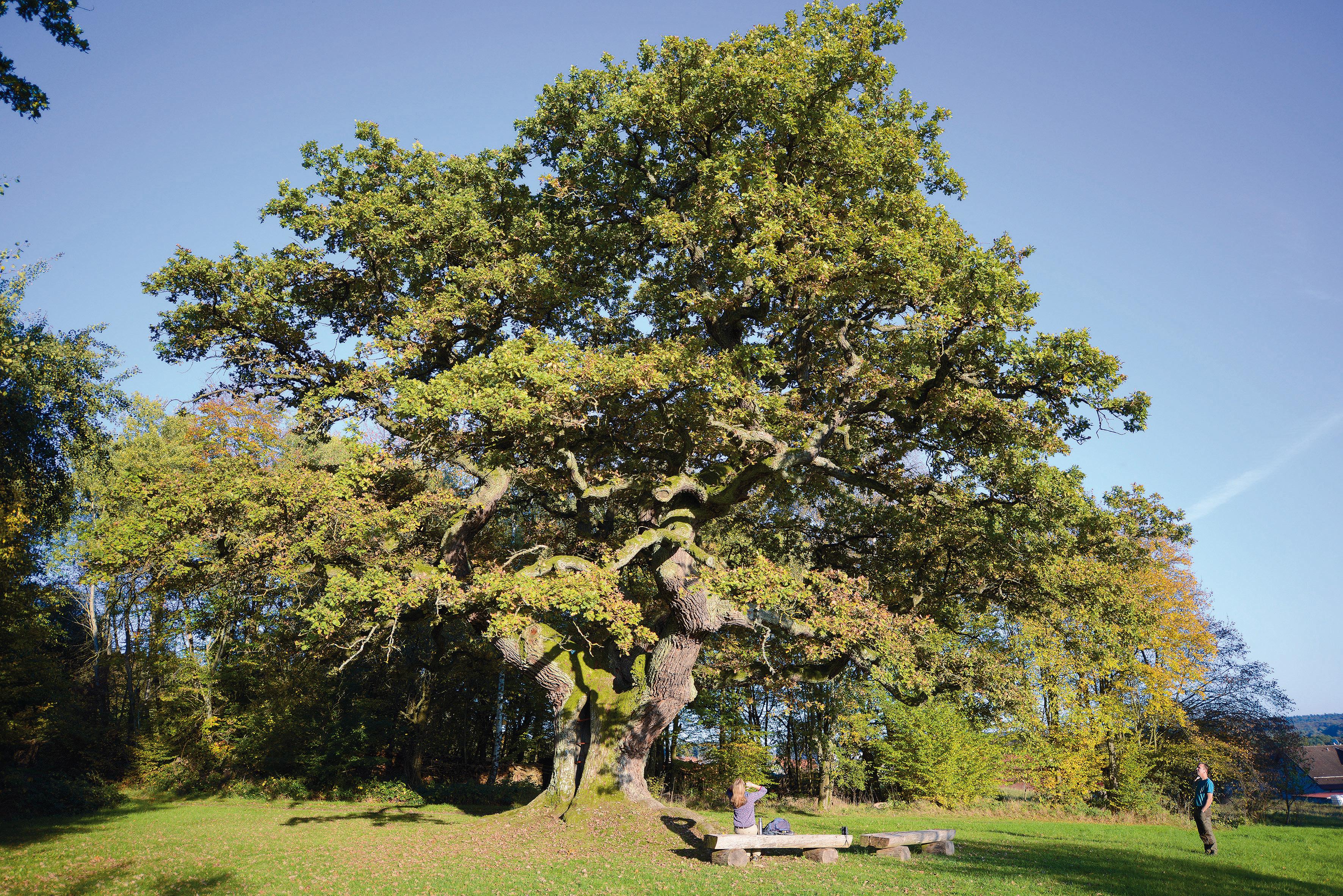Die Tausendjährige Eiche bei Reith ist ein Naturdenkmal nordwestlich von Reith, einem Ortsteil von Oberthulba. Fotos: PR